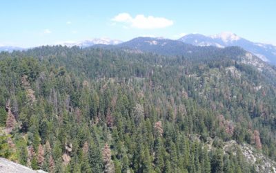 Sequoia National Park – Moro Rock Trail – Moro Rock (2.050 m.) – Sugar Pine Trail – Trail of the Sequoias – Congress Trail