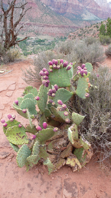 Zion National Park – Watchman Trail