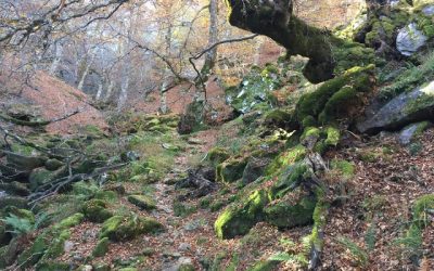 Argovejo – Hayedo de Argovejo – Hoz de la Escalera – Pozo de la Nieve – Puerto de Tejedo – Hayedo de las Barriaticas