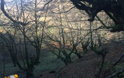 Les Bedules – Bosque de Peloño – Roblón de Bustiello