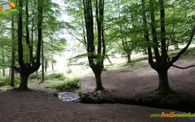 Hayedo de Otzarreta – Cascada Uguna – Humedal de Saldropo