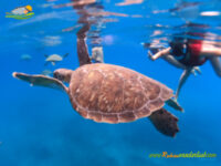 São Pedro – Praia de São Pedro – Avistamiento de tortugas marinas