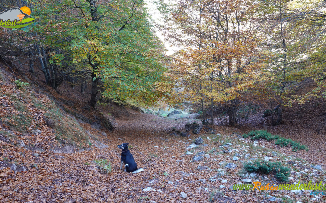 Villanueva de Pontedo – Hayedo Lagarejo – Los Panazos (1.606 m) – Mina La Providencia