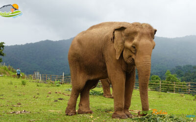 Elephant Highlands