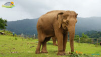 Elephant Highlands