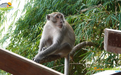Ao Nang Beach – Monkey Trail – Pai Plong Beach