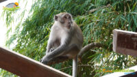 Ao Nang Beach – Monkey Trail – Pai Plong Beach
